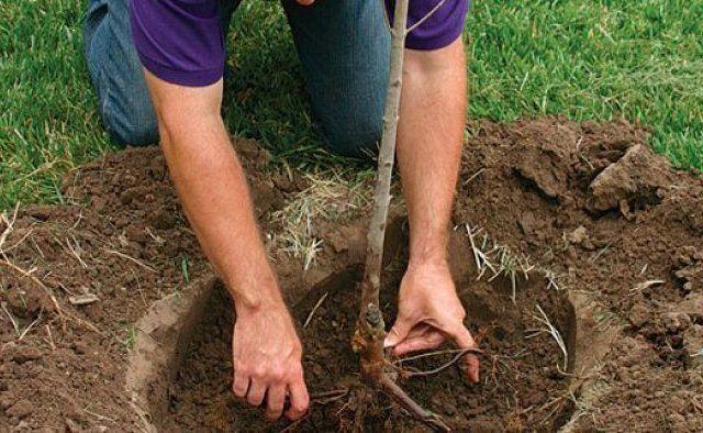 planter des cerises