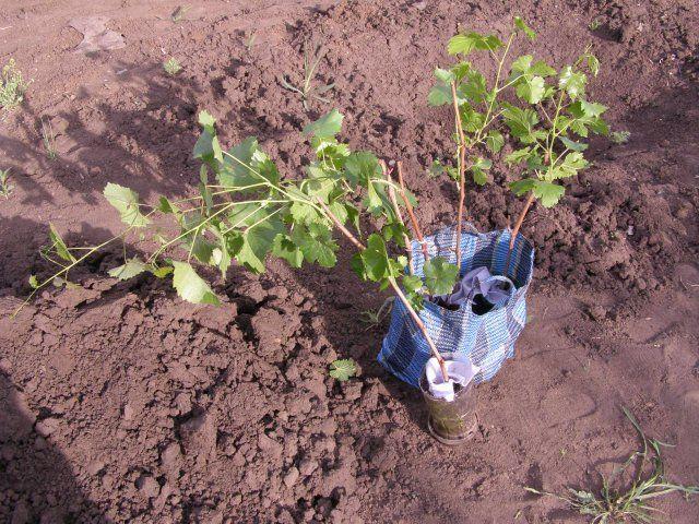 plantation de groseilles