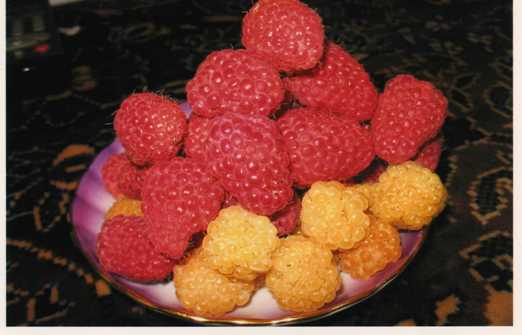 delicious raspberries