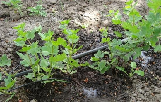 gooseberry breeding