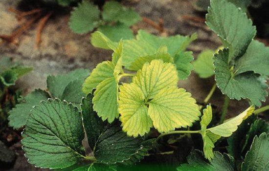 strawberry leaves