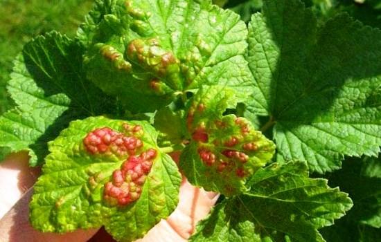 currant diseases