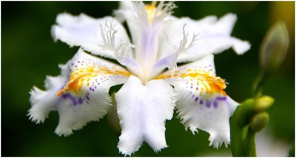 Japanese irises