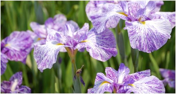 Japanese irises