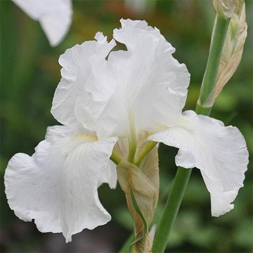 irises Besmrtnost