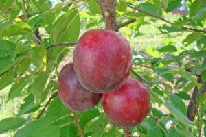 Description of the cherry plum variety July Rose, pollinators, planting and care