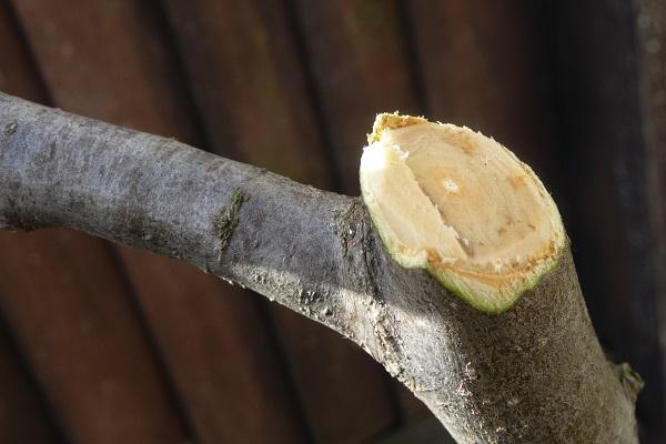 cherry plum trunk