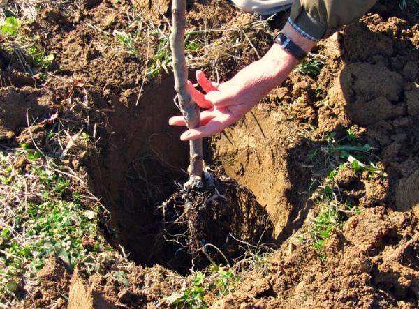 plantation de prune de cerisier