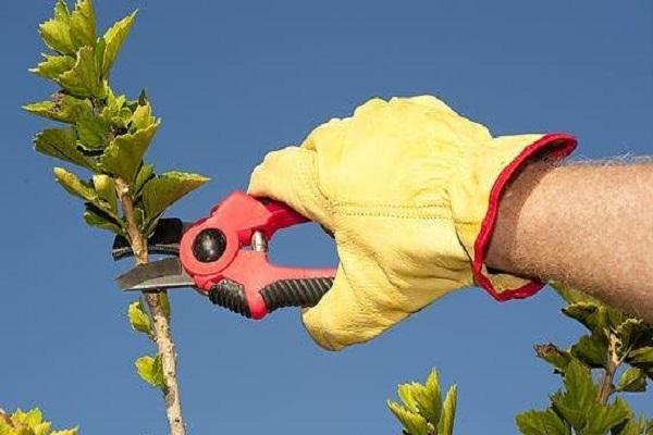 top trimming