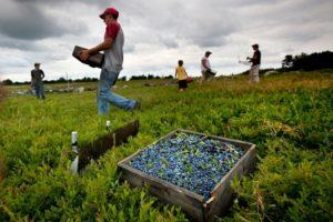 Description of blueberry varieties, how the berry grows, planting and care, cultivation and reproduction