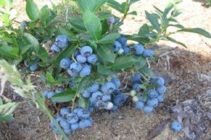 How blueberries grow in the garden, the choice of varieties and the rules of planting and care