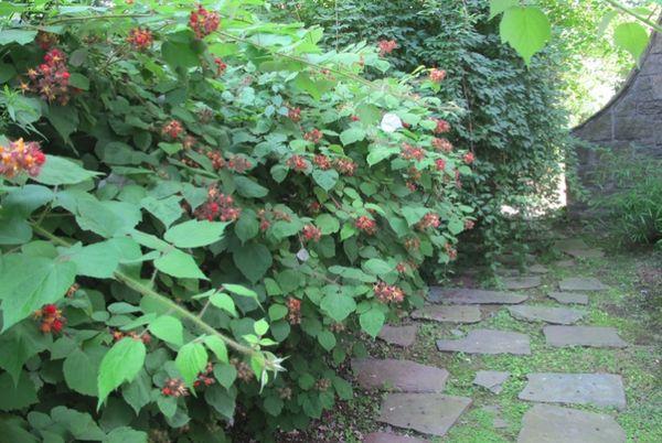 Raspberry bush