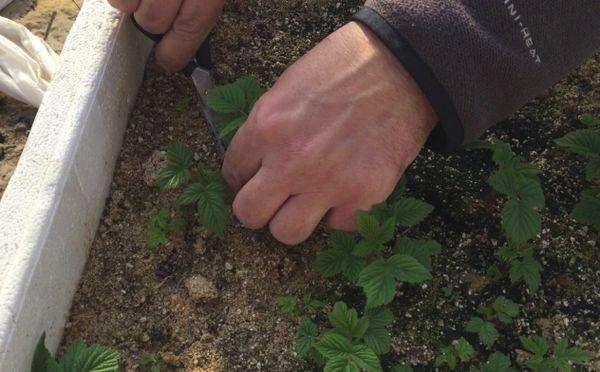 Growing raspberries