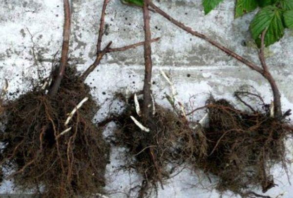 Raspberry cuttings