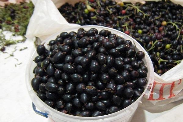 black berries