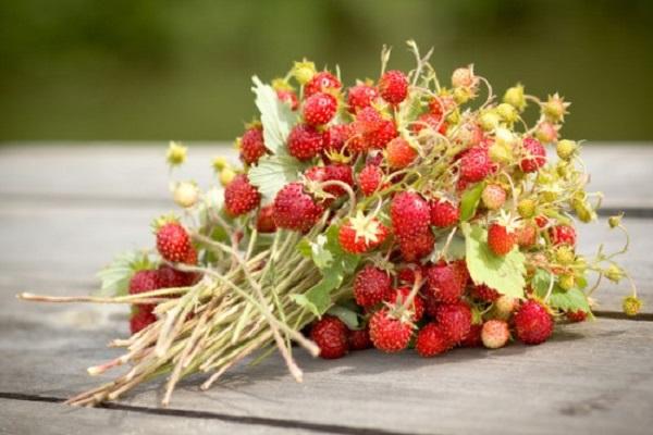 strawberry bushes