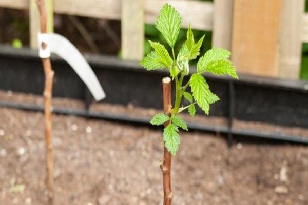 la aparición de vegetación