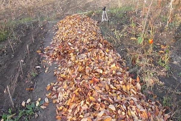 dry leaves