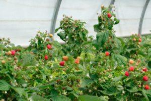 Comment bien entretenir les framboises remontantes pour une bonne récolte