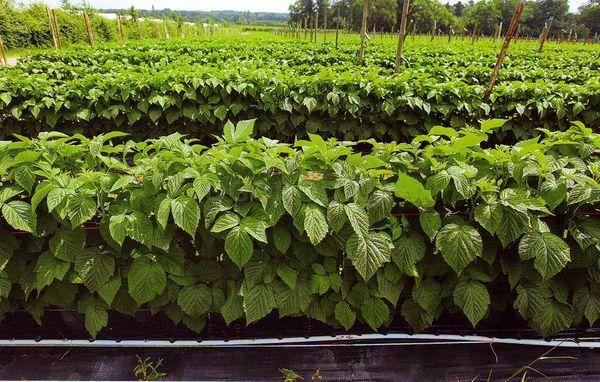 Growing raspberries