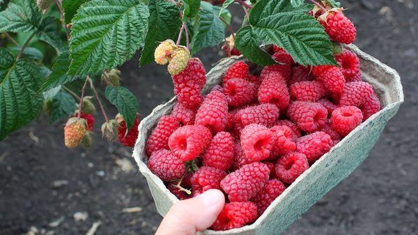 Réparer la framboise