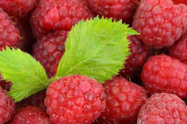 Red raspberry