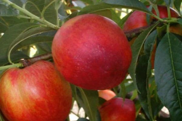 fruits comme les pêches