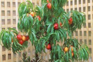 How can you grow nectarine from a seed at home?