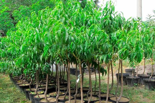 mga nectarine seedlings