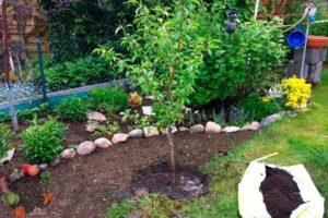 Cómo cultivar adecuadamente la nectarina, selección de variedades, plantación y cuidado, métodos de reproducción.