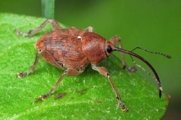 weevil brouk