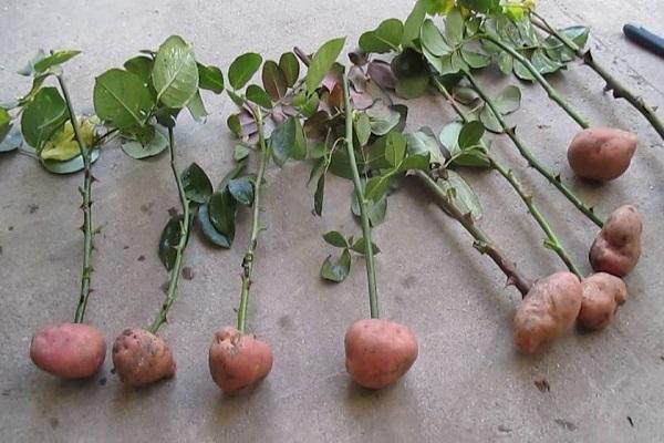 rose in potatoes