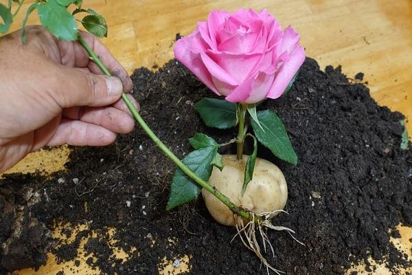 la flor floreció