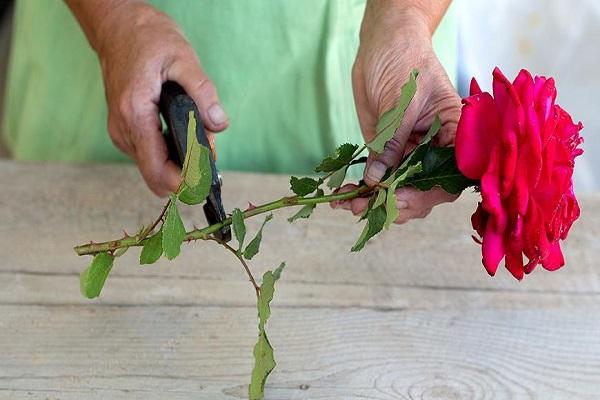 flower pruning