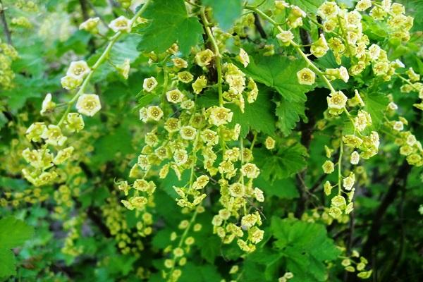 currant blooms