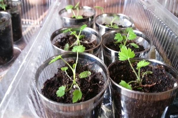 seedling cups