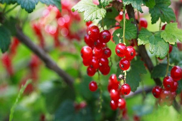 Ribes rojo