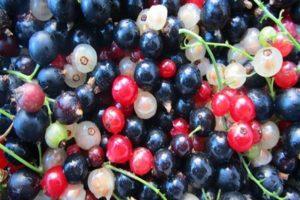 Which currants are healthier for humans - red or black, where there are more vitamins