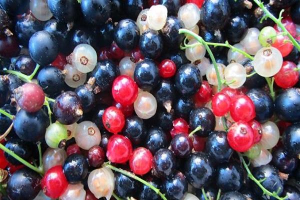 plateau de fruits