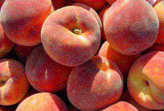 ripe peaches