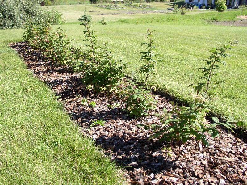 planting raspberries