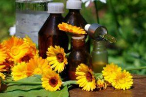 Medicinal properties and contraindications of calendula, use in traditional medicine