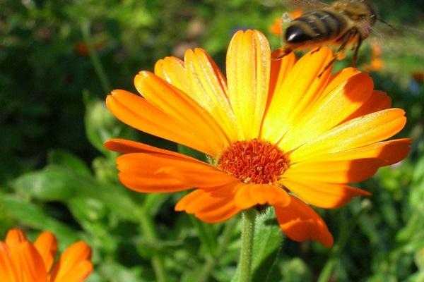 contre-indications pour le calendula