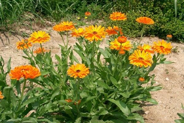 variétés de calendula