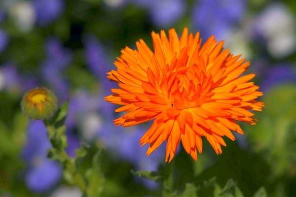 variedad de flores grandes