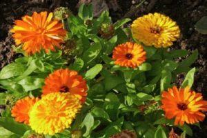 Variétés de calendula avec description, méthodes de culture et de multiplication