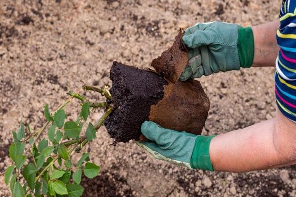 planting out of the pot