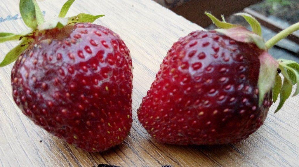 strawberry borovitskaya