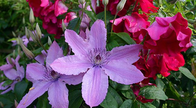 Clematis pradedantiesiems