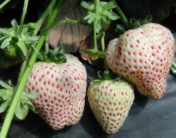 pinya ng strawberry